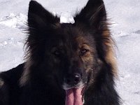 Shani
